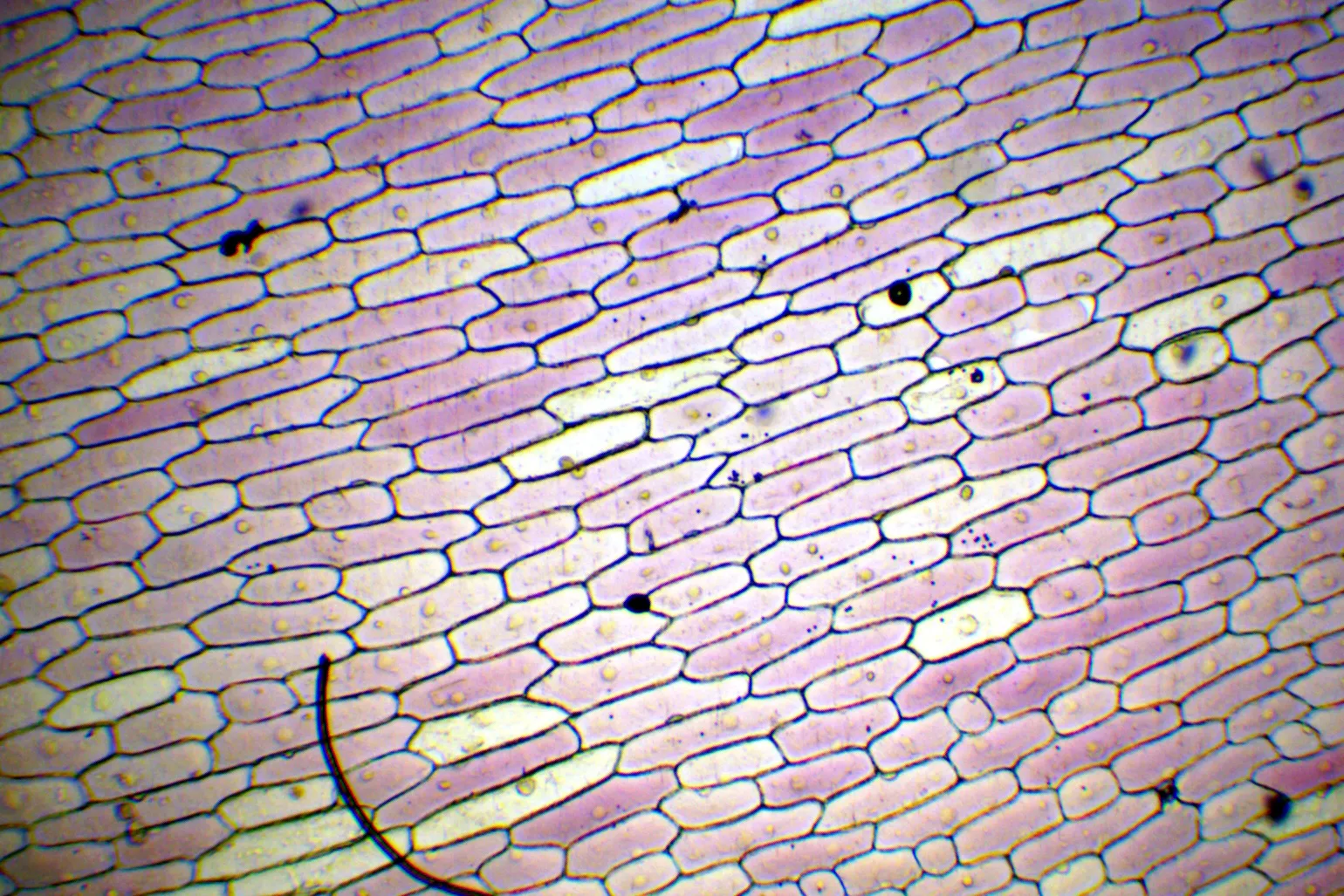 Onion cells magnified 40 times