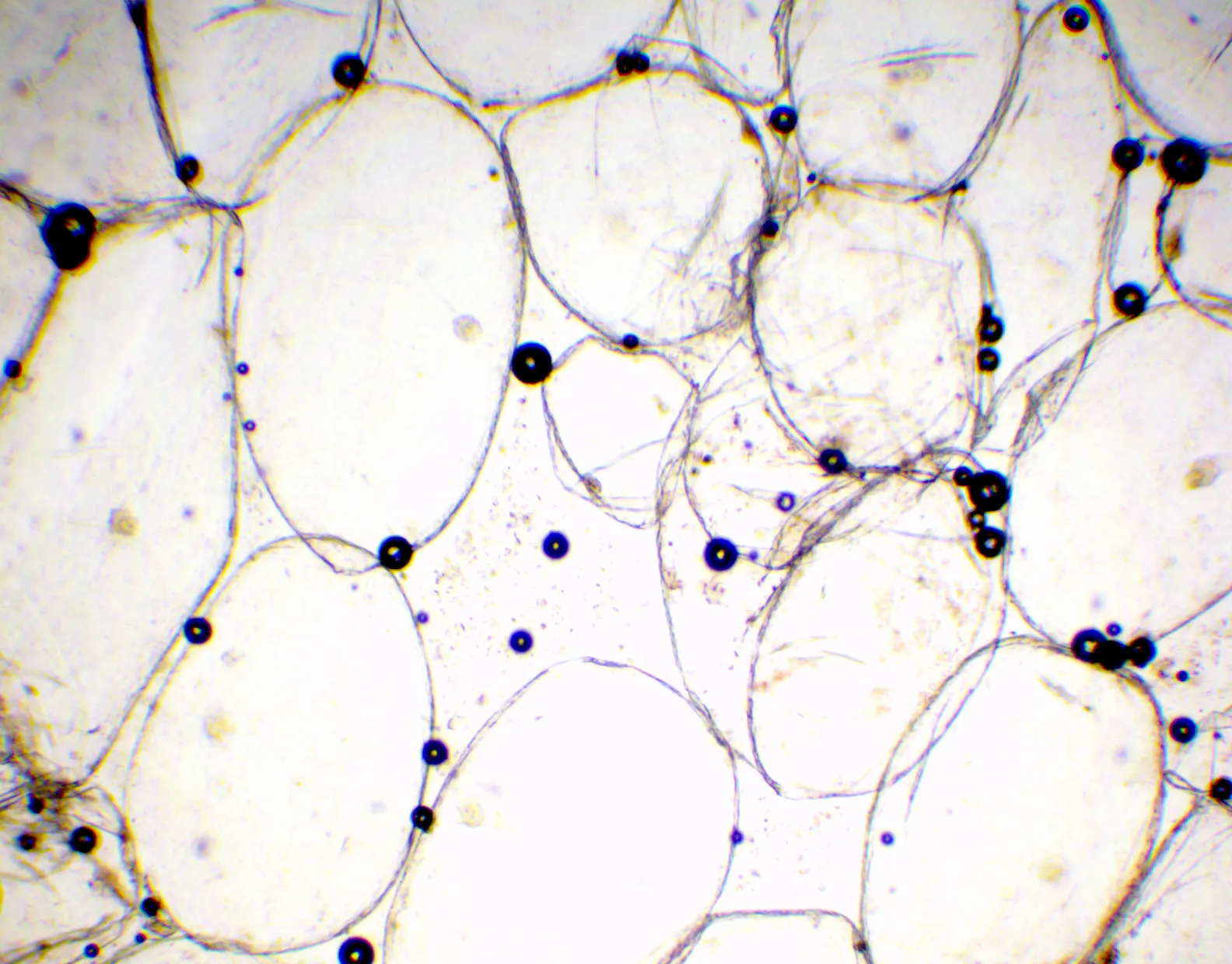 Tomato Cells Magnified 40 times Tomato cells magnified 40 times