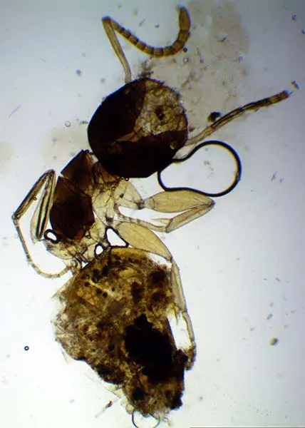 Ant magnified 40 times