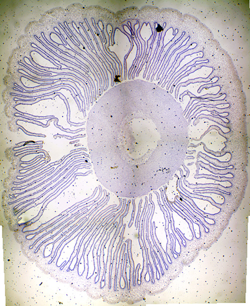 Coprinus Mushroom (c.s.) magnified 40 times