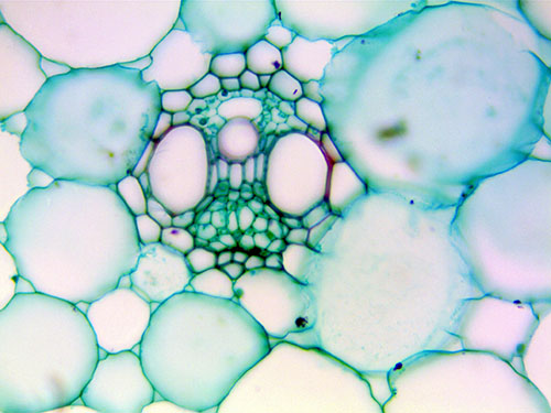 Zea Stem (c.s.) magnified 400 times