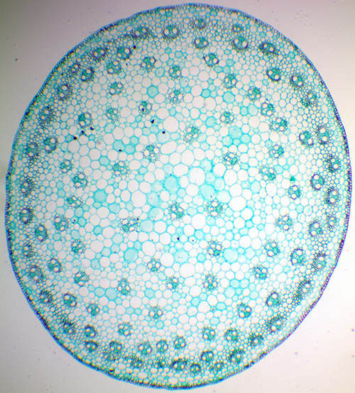 Zea Stem (c.s.) magnified 40 times
