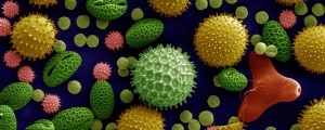 Pollen Colorized